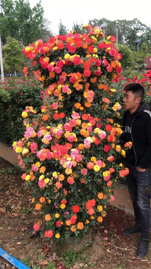 藤本月季藤彩虹花量多花期长多季循环开花