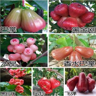 桂林莲雾苗批发,南宁莲雾苗,供应莲雾苗