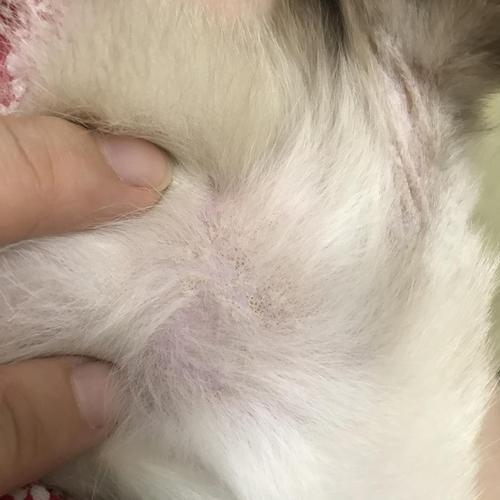 【讨论】大家帮我看一下这是毛囊炎还是猫藓呀?