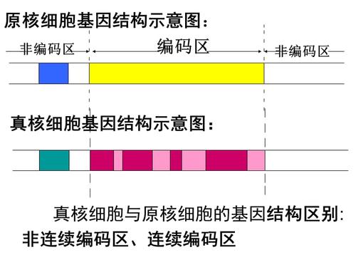 真核原核细胞基因结构示意图