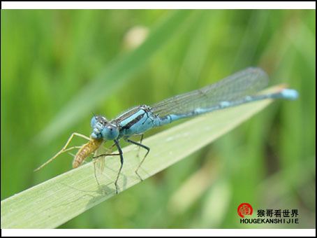 蜻蜓捕食全过程