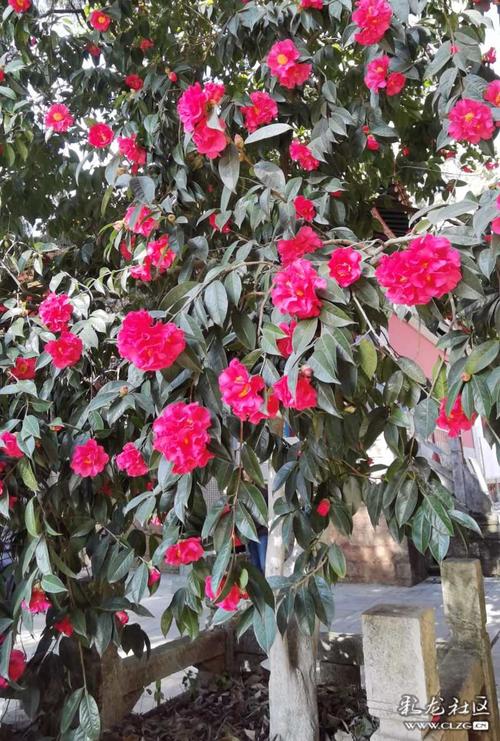 茶花盛开了一一黑龙潭龙泉观里的一棵茶花树开满了又大又红的茶花!