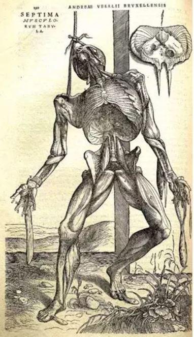 人类与肺炎的斗争:一场持久战|疾病|肺脏|解剖学_新浪