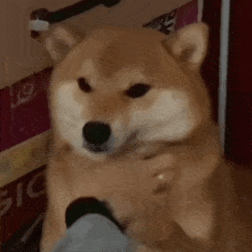 修勾柴犬表情包