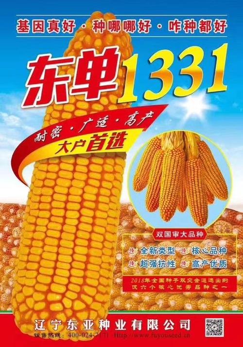 东单1331 引领中国玉米种业新时代的大品种