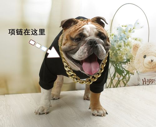 斗牛犬恶霸犬宠物项链装饰项链金色项链土豪金项链拍段子拍照专用