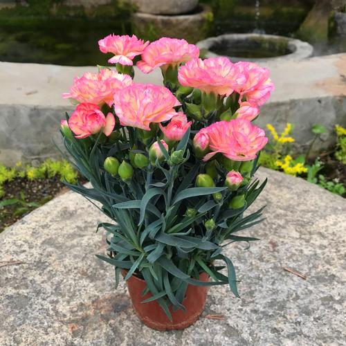 康乃馨盆栽花苗室内窗台阳台花卉康乃馨植物花卉绿植