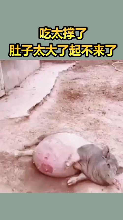 我要上热门吃太撑了肚子太大了起不来了