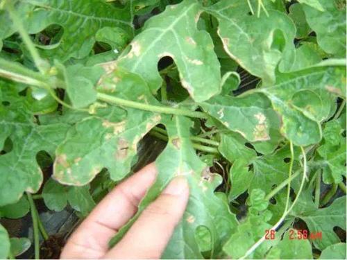 一大波西瓜病害图谱来袭!看图识病,不怕再认错了