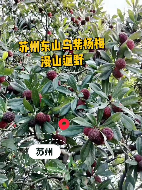 苏州东山杨梅熟啦,一口爆汁的那种!