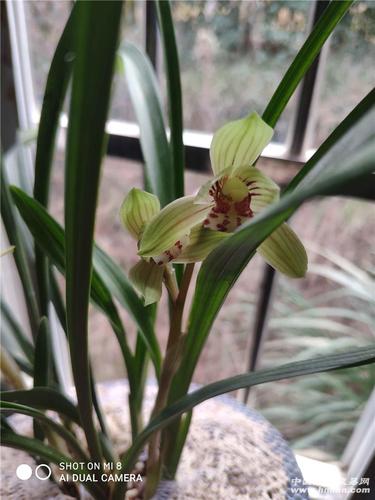 春剑(天府荷)-春剑篇-中国兰花交易网社区