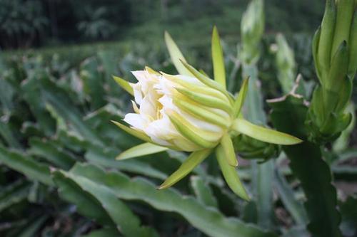 广东剑花种苗批发-广东剑花批发\广东剑花种苗批发