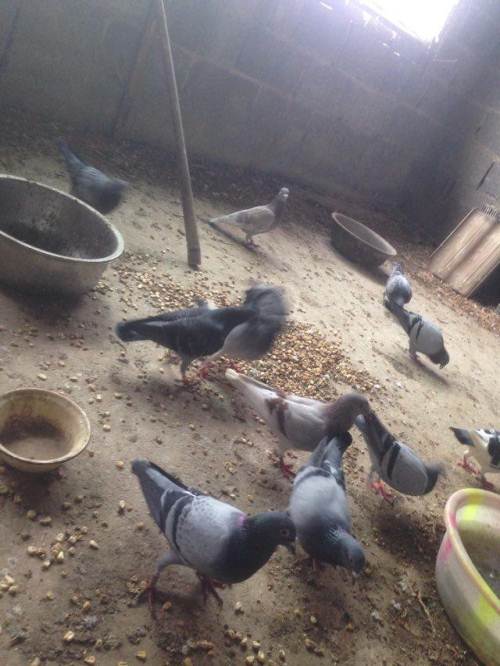 出售种鸽大鸽子小鸽子