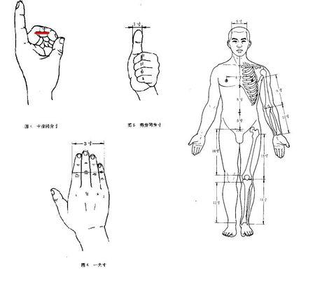 同身寸的形式有好几种(请看图片): 第一类:右边人体图,上边标示的尺寸
