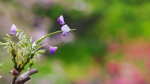 紫藤花图片壁纸(7/12)