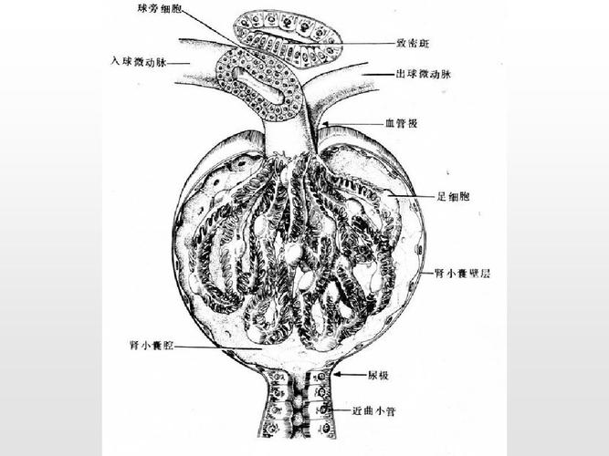 肾脏的组织学结构ppt
