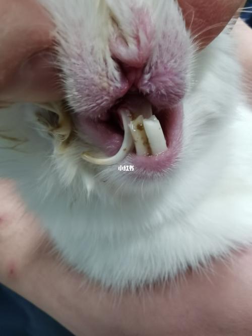 兔子剪牙齿_兔子_磨牙_宠物_宠物其他
