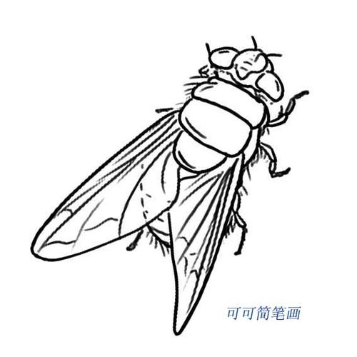 苍蝇怎么画