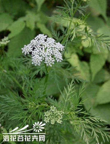 中文名:蛇床 别称:蛇床子,野茴香,野胡萝卜 拉丁学名:cnidium