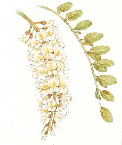 花期密语蜂蜜包装设计