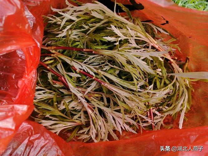 山野菜的种类吉林省山野菜的种类