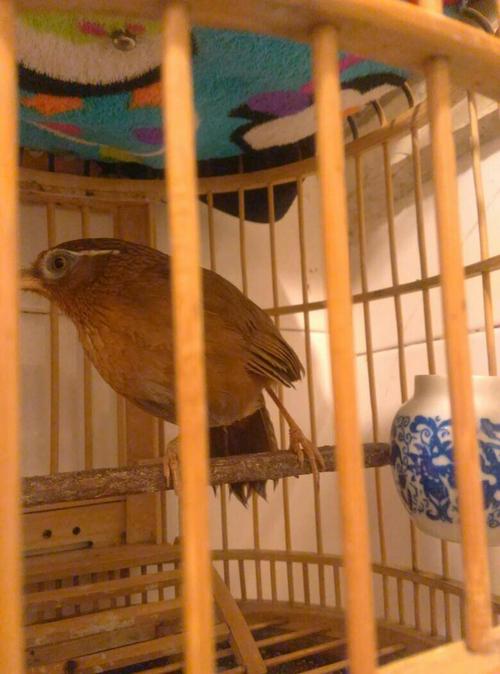 这只画眉鸟好吗?