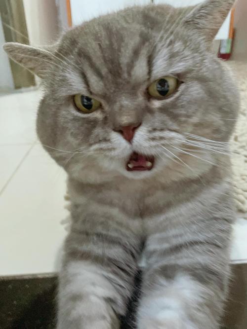 认真猫脸疑问猫脸倔强猫脸杠精猫脸摆烂猫脸和挨批猫脸