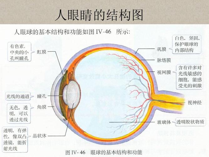 人眼睛的结构图
