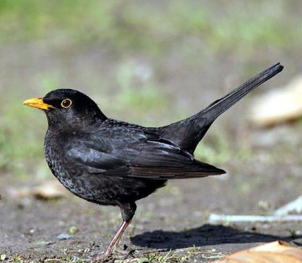 乌鸫鸟的饲养成年野生乌鸫怎样训养
