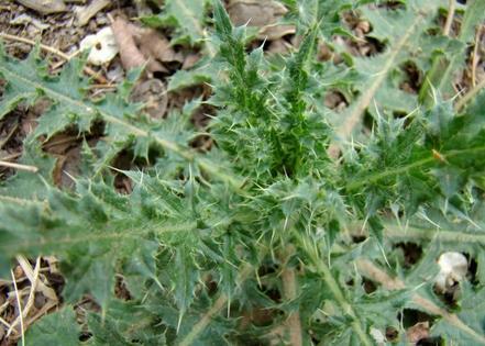 明明是用来阻拦鸡的,却被用来和米做出了"鸡",你尝过了吗?