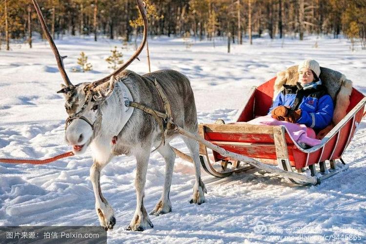 谢骐宇的作品《芬兰雪橇》