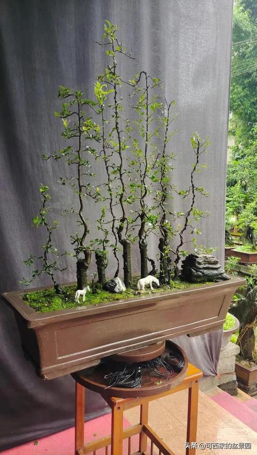 一盆丛林金弹子小叶血红果