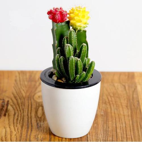 彩色仙人掌盆栽图片大全