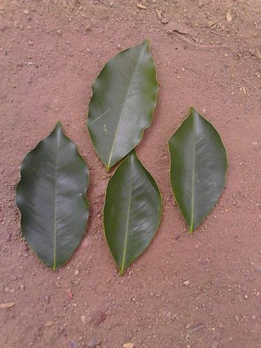 3 2014-04-29 沉香木的形状叶子求图片 2013-08-23 沉香的树叶有什么