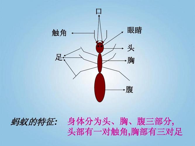 口 触角 足 眼睛 头 胸 腹 蚂蚁的特征: 身体分为头,胸,腹三部分