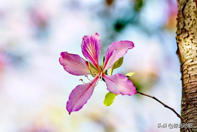 紫荆花如何拍才能艳而不俗不妨看看打油诗一首