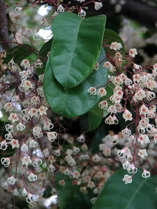 科 /a>, a target="_blank" href="/item/苹婆属">苹婆属 /a>的植物