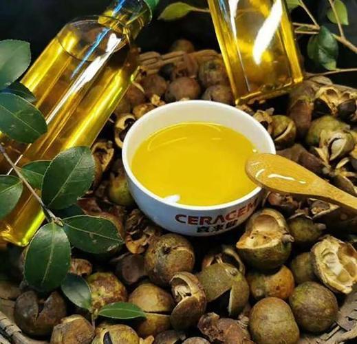 山茶油的神奇妙用,你了解多少?