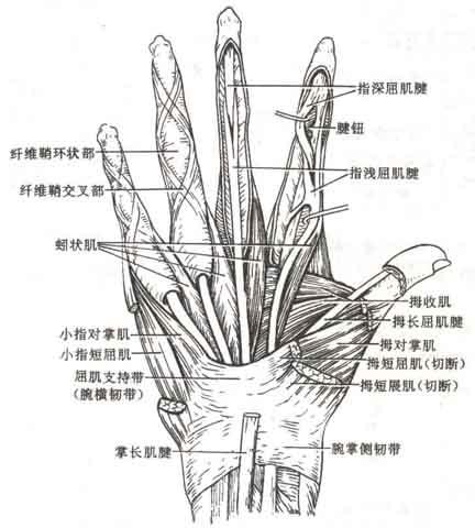医学医药 医学图库标题:人体手肌解剖示意图-人体解剖图 手指活动有