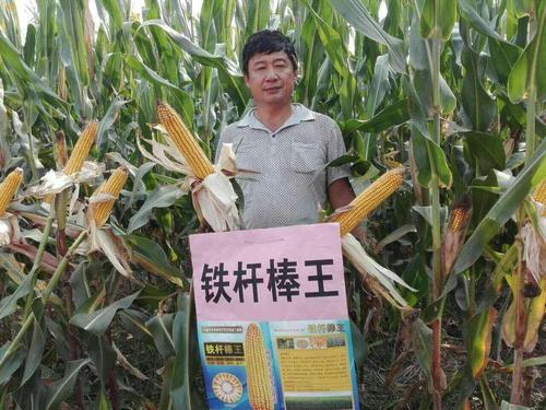大棒玉米品种铁杆棒王