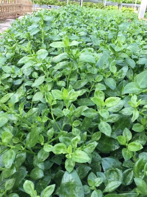 穿心莲,一年生草本植物,药用植物,亦可做菜,有清热解毒,消炎,消肿