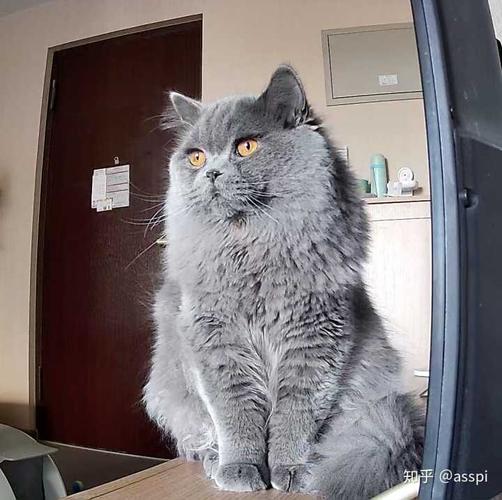 英短蓝猫有长毛的吗?