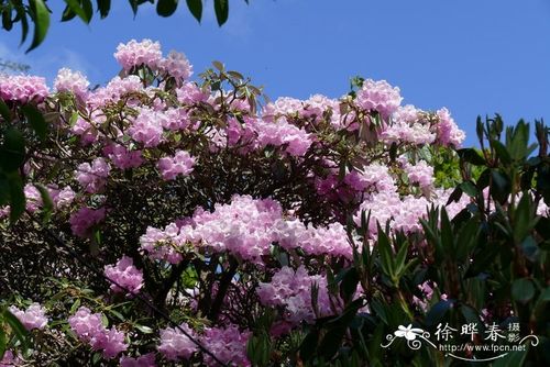 乔木杜鹃花科杜鹃花属  黔东银叶杜鹃rhododendron argyrophyllum