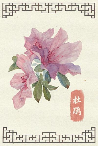 杜鹃花
