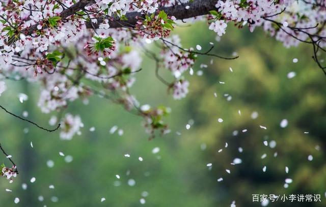 其次,两种花的花瓣也有所不同,樱花的花瓣上一般会有几个小缺口,名为