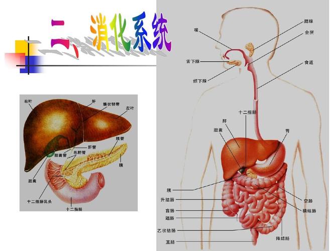 人体九大系统