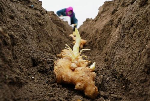 河北唐山:抢农时 种生姜