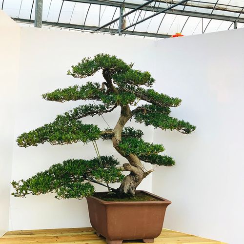 南通雀舌罗汉松盆景树桩 四季常青珍珠罗汉松 米叶罗汉松盆栽绿化