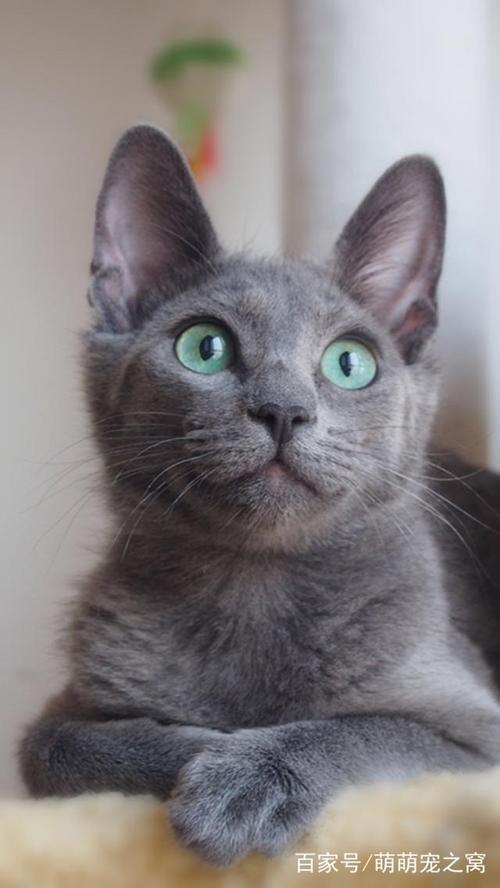 金钱堆砌而成的俄罗斯蓝猫,请做好砸钱的准备