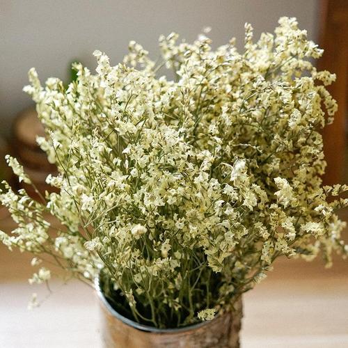 花语分享之水晶草